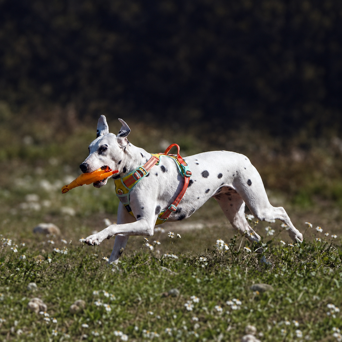 KAVAROACO PETS