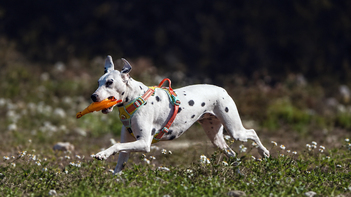 KAVAROACO PETS