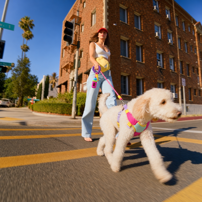 CandyLoop™ No-Pull Dog Walk Kit